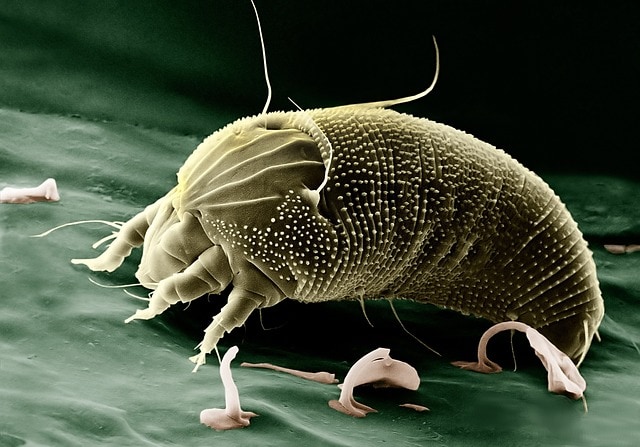 dust mite under a microscope